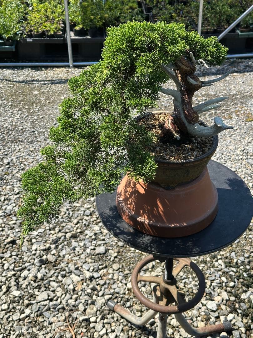 盆栽 糸魚川真柏 半懸崖 太幹-3