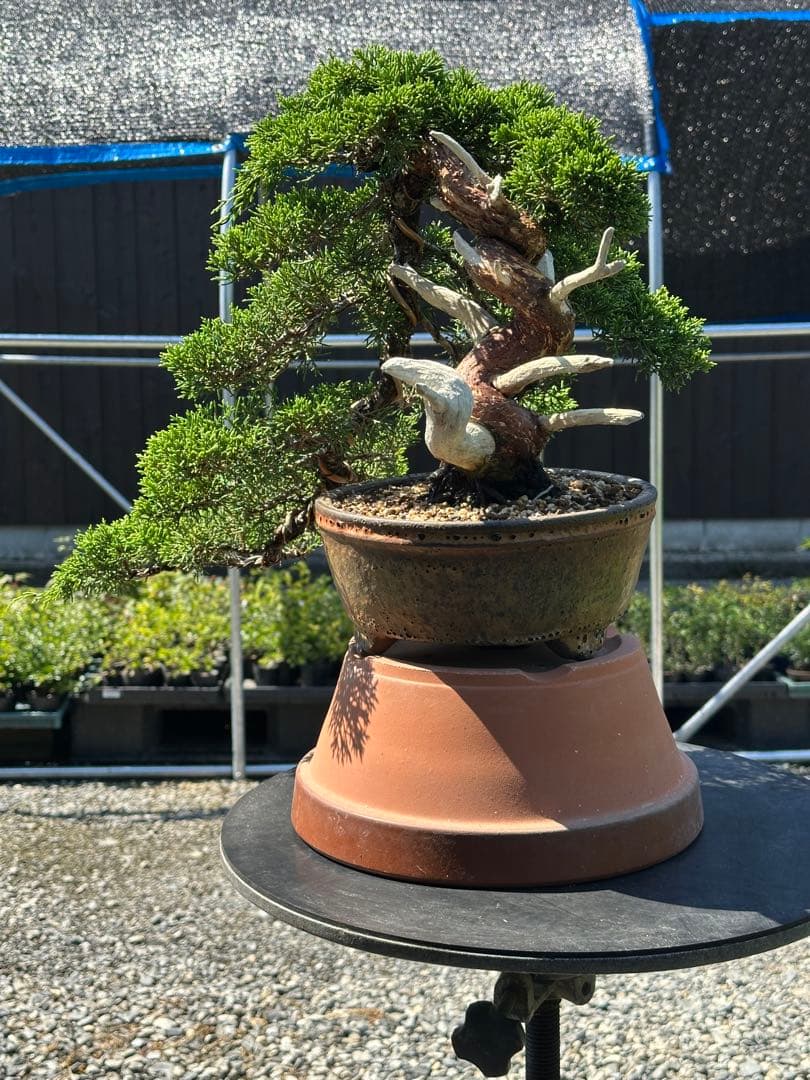 盆栽 糸魚川真柏 半懸崖 太幹-3