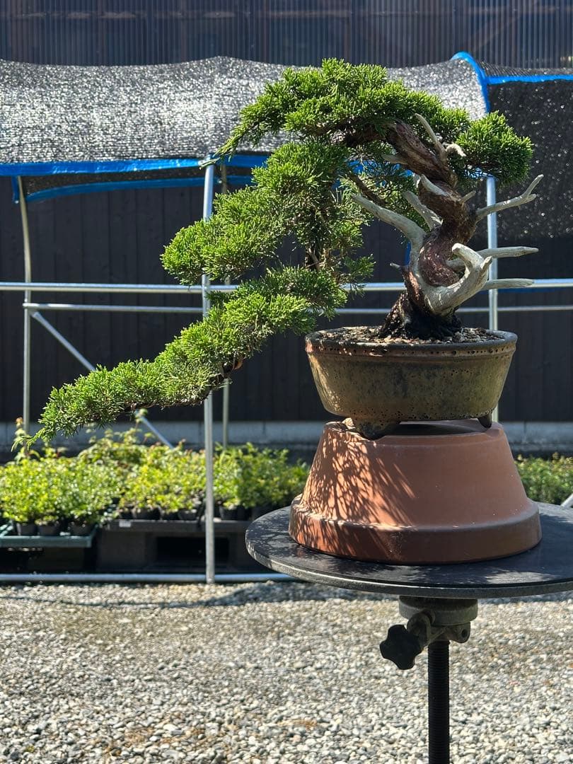 盆栽 糸魚川真柏 半懸崖 太幹-3