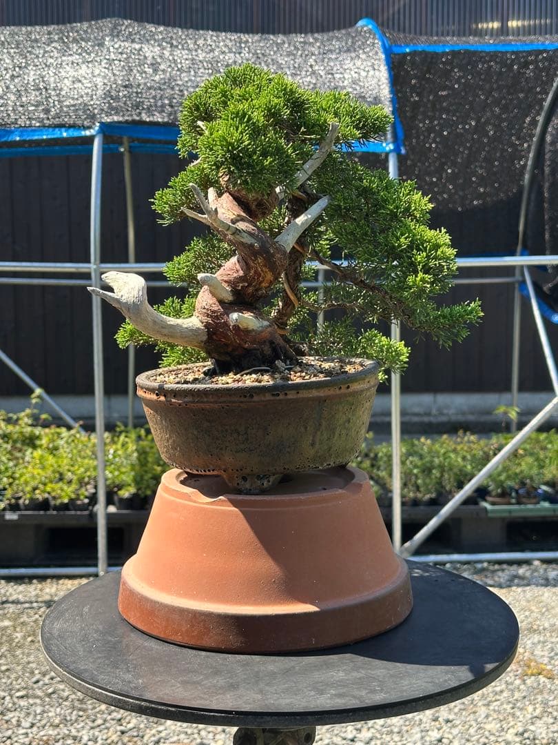 盆栽 糸魚川真柏 半懸崖 太幹-3