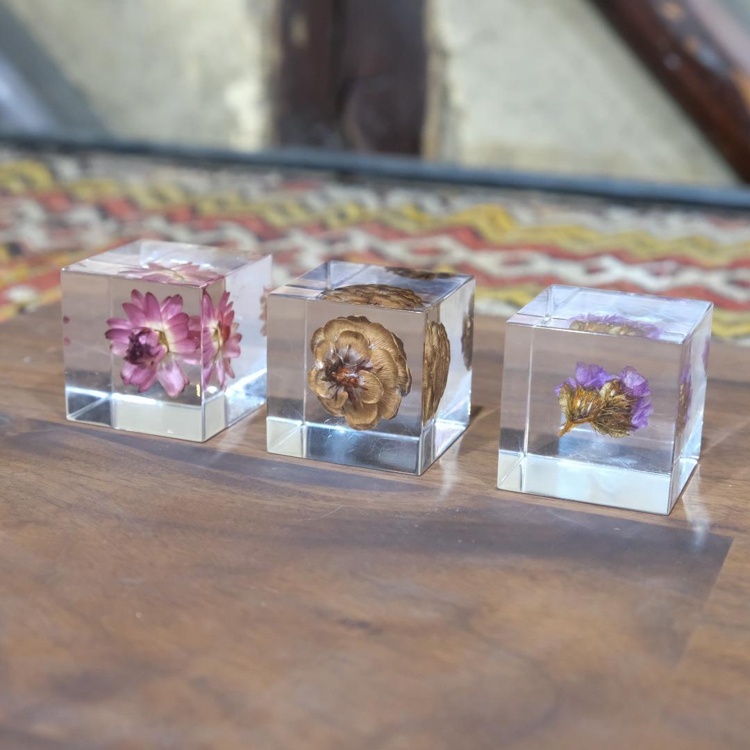 Sola cube ソラキューブ カイガラソウ カラマツ スターチス