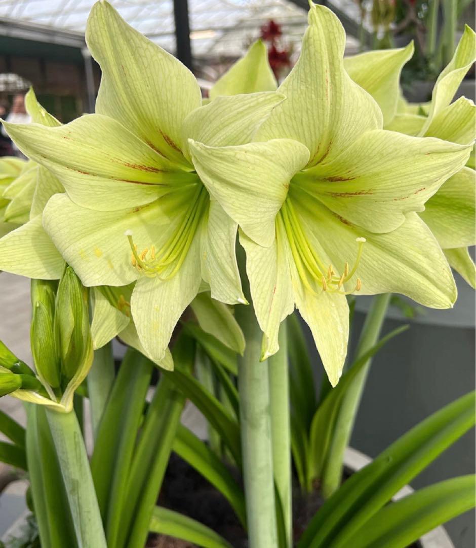 球根】フォックストロット 7球 チューリップ ピンク 花色変化 数量限定