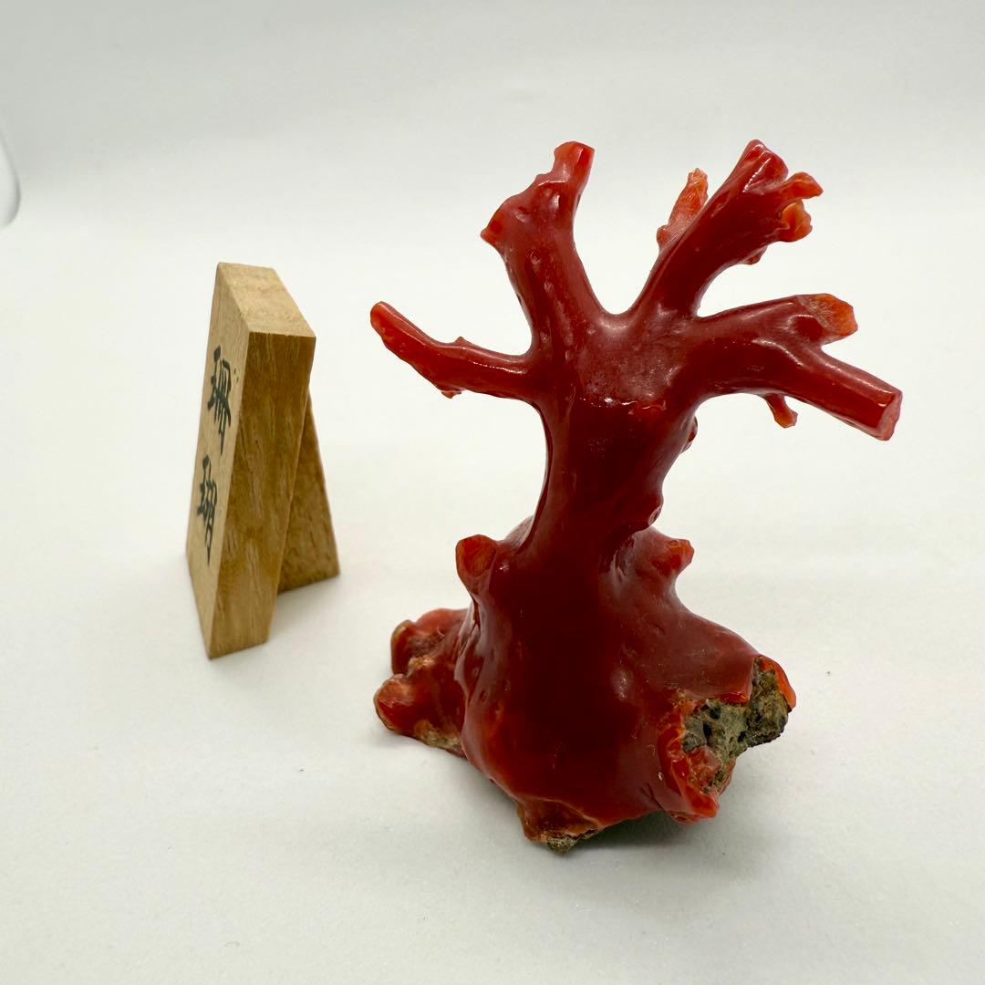 天然本珊瑚（血赤珊瑚） 原木置物 22.05g ケース付き 美品