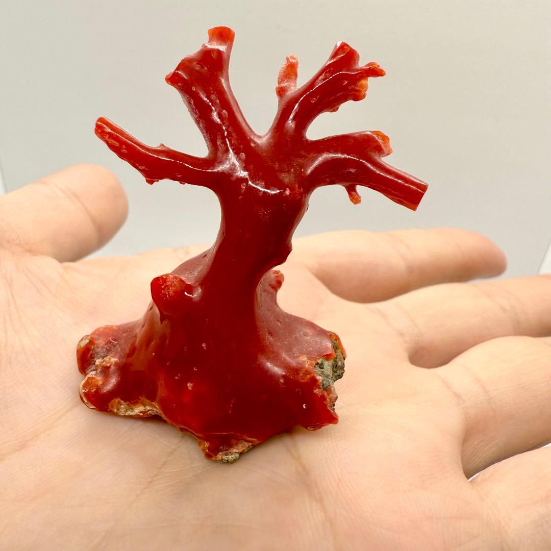 天然本珊瑚（血赤珊瑚） 原木置物 22.05g ケース付き 美品