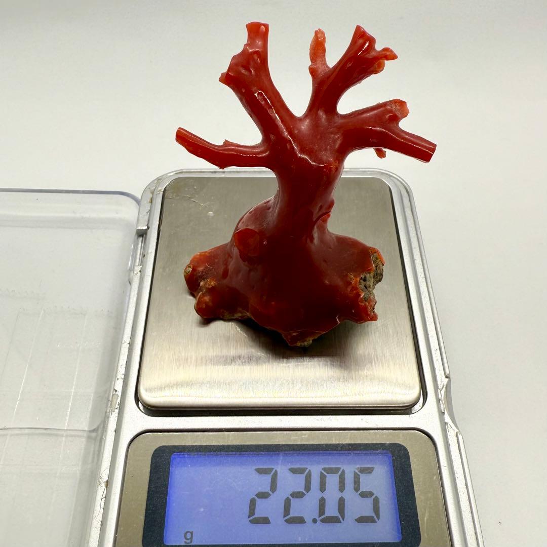 天然本珊瑚（血赤珊瑚） 原木置物 22.05g ケース付き 美品