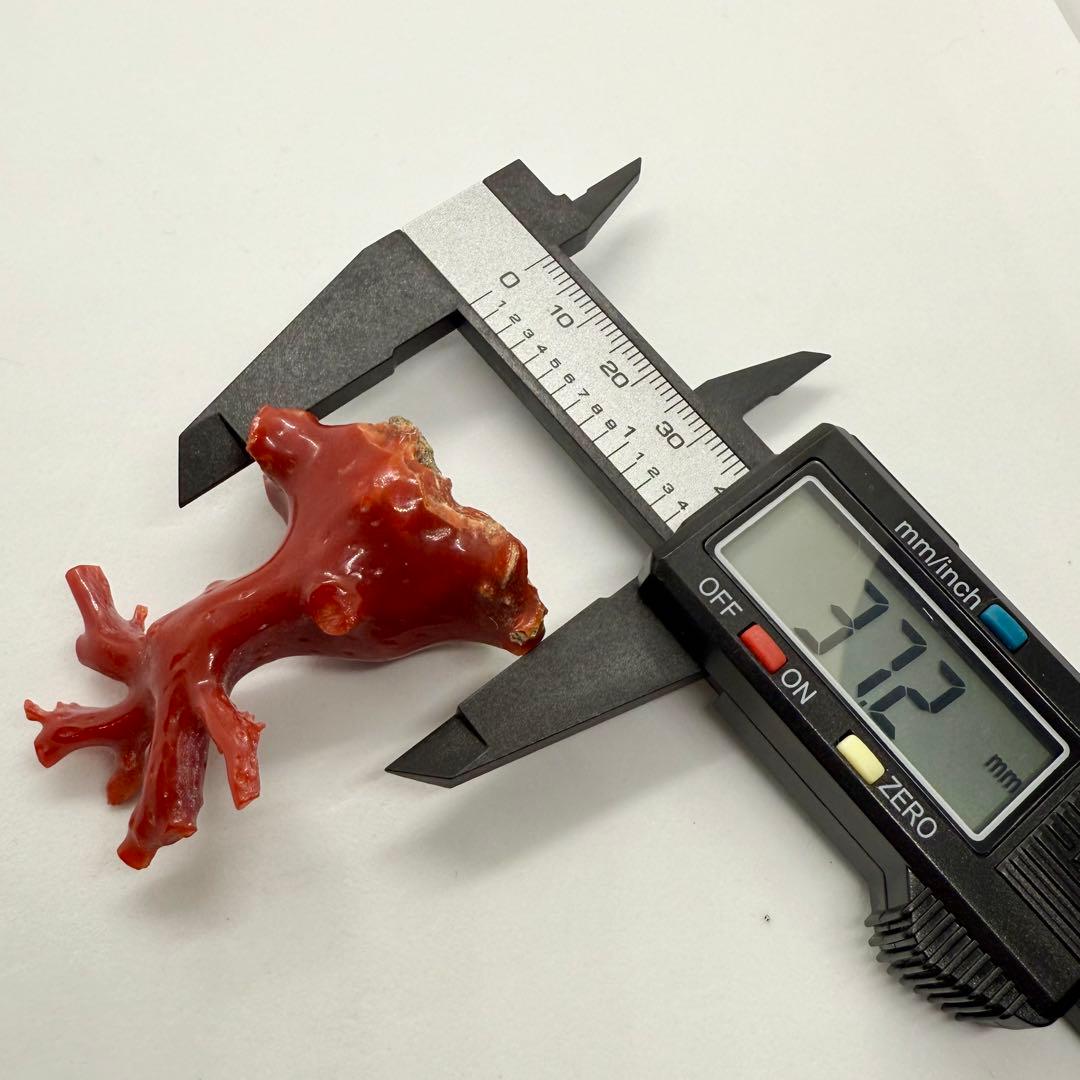 天然本珊瑚（血赤珊瑚） 原木置物 22.05g ケース付き 美品