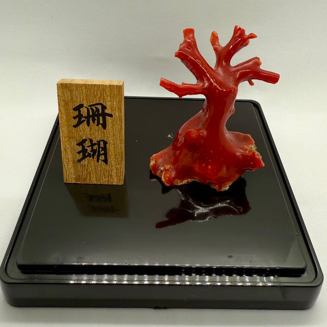天然本珊瑚（血赤珊瑚） 原木置物 22.05g ケース付き 美品