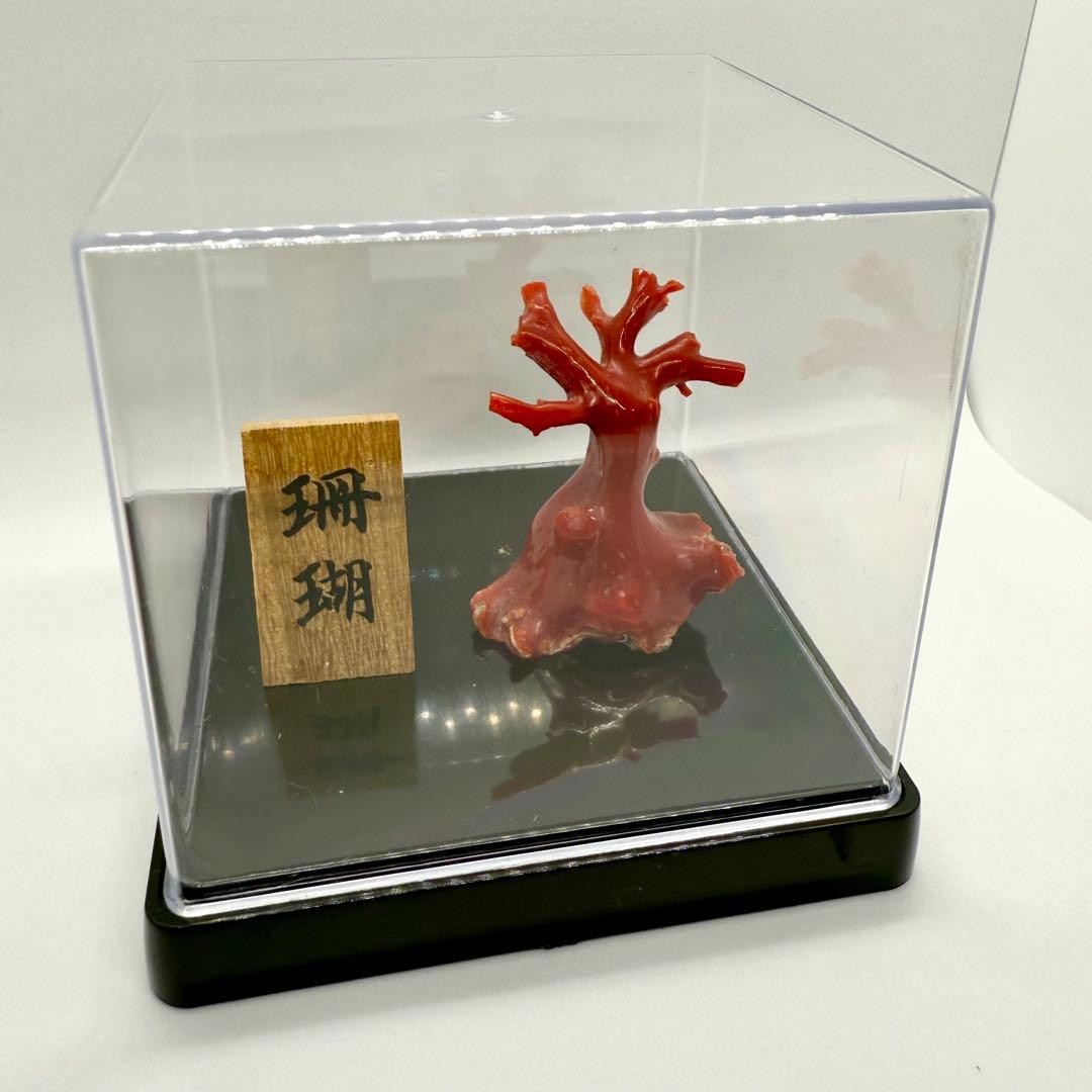 天然本珊瑚（血赤珊瑚） 原木置物 22.05g ケース付き 美品