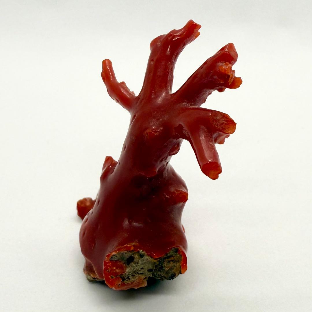 天然本珊瑚（血赤珊瑚） 原木置物 22.05g ケース付き 美品