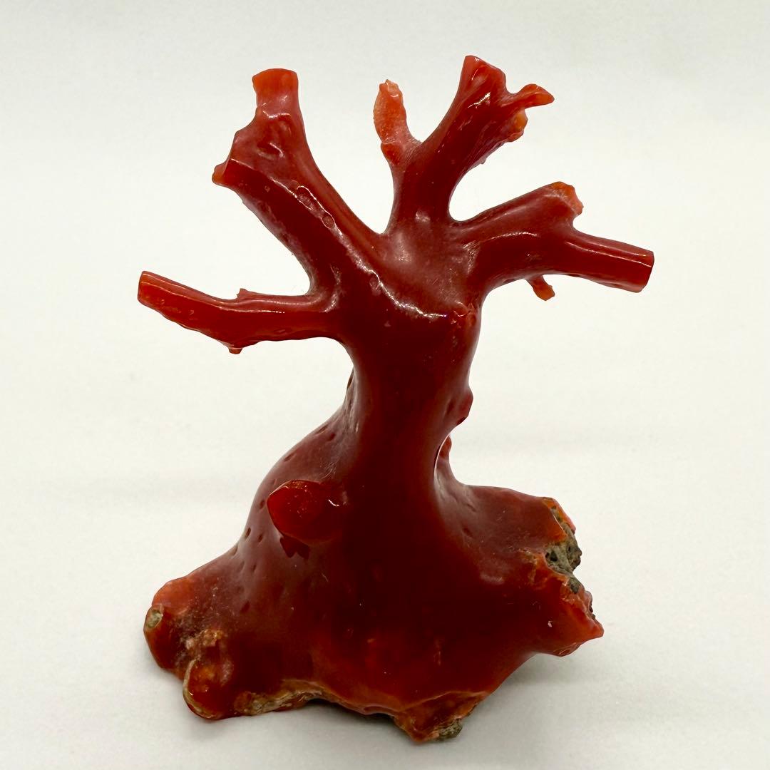 天然本珊瑚（血赤珊瑚） 原木置物 22.05g ケース付き 美品