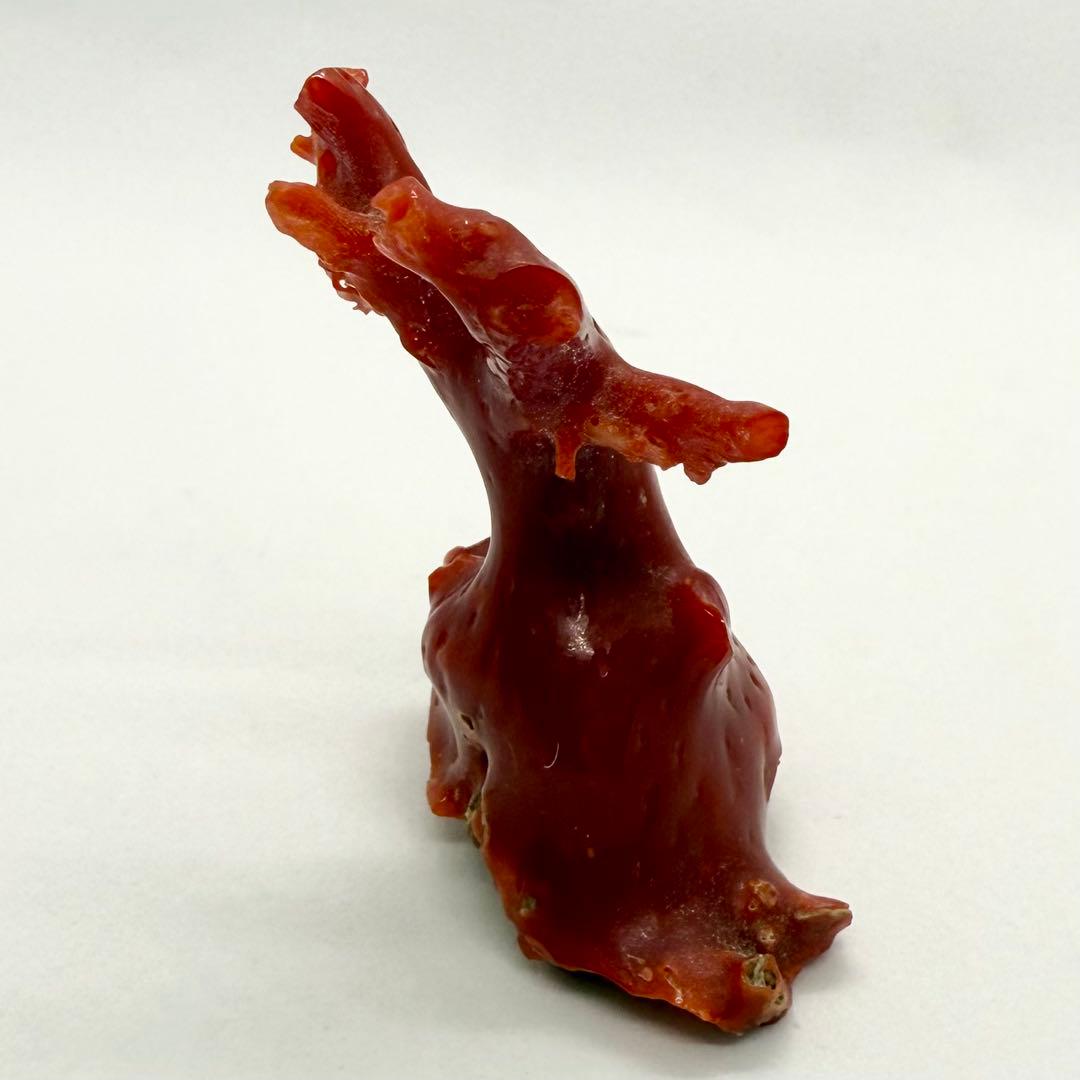 天然本珊瑚（血赤珊瑚） 原木置物 22.05g ケース付き 美品