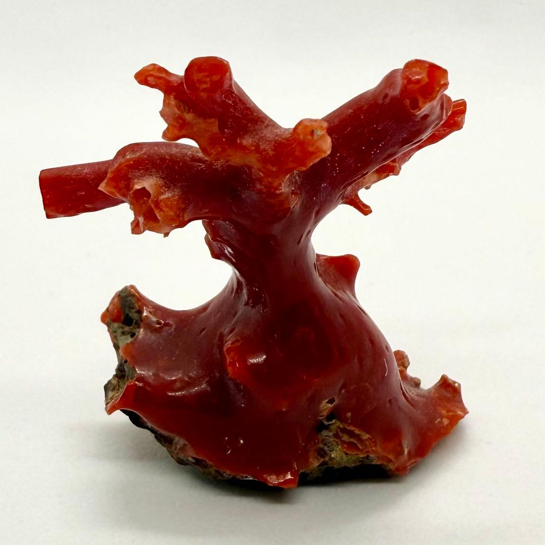 天然本珊瑚（血赤珊瑚） 原木置物 22.05g ケース付き 美品