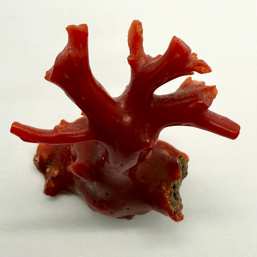 天然本珊瑚（血赤珊瑚） 原木置物 22.05g ケース付き 美品