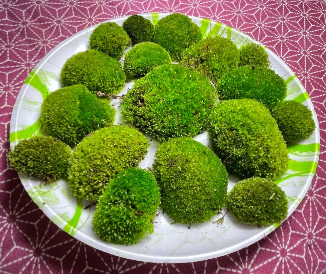 ホソウリゴケのリクエスト用ページ