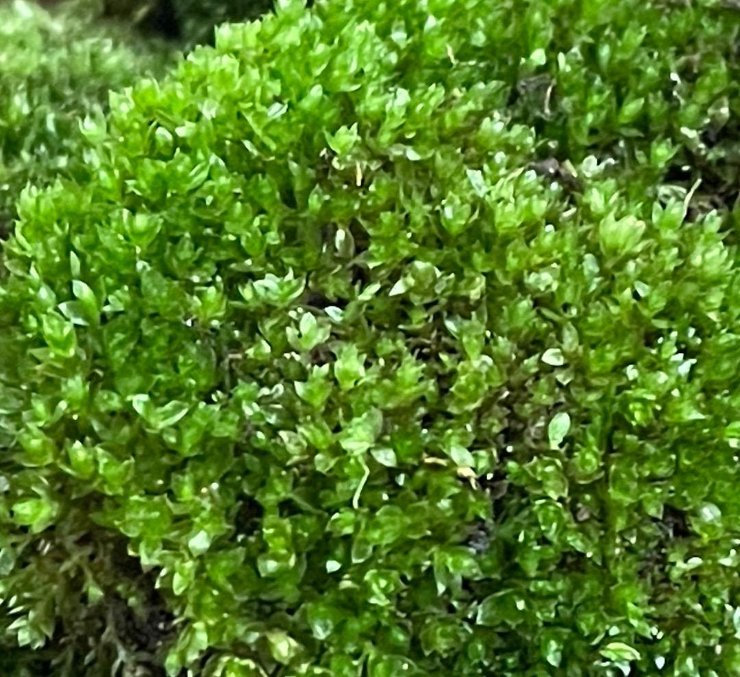 ホソウリゴケのリクエスト用ページ