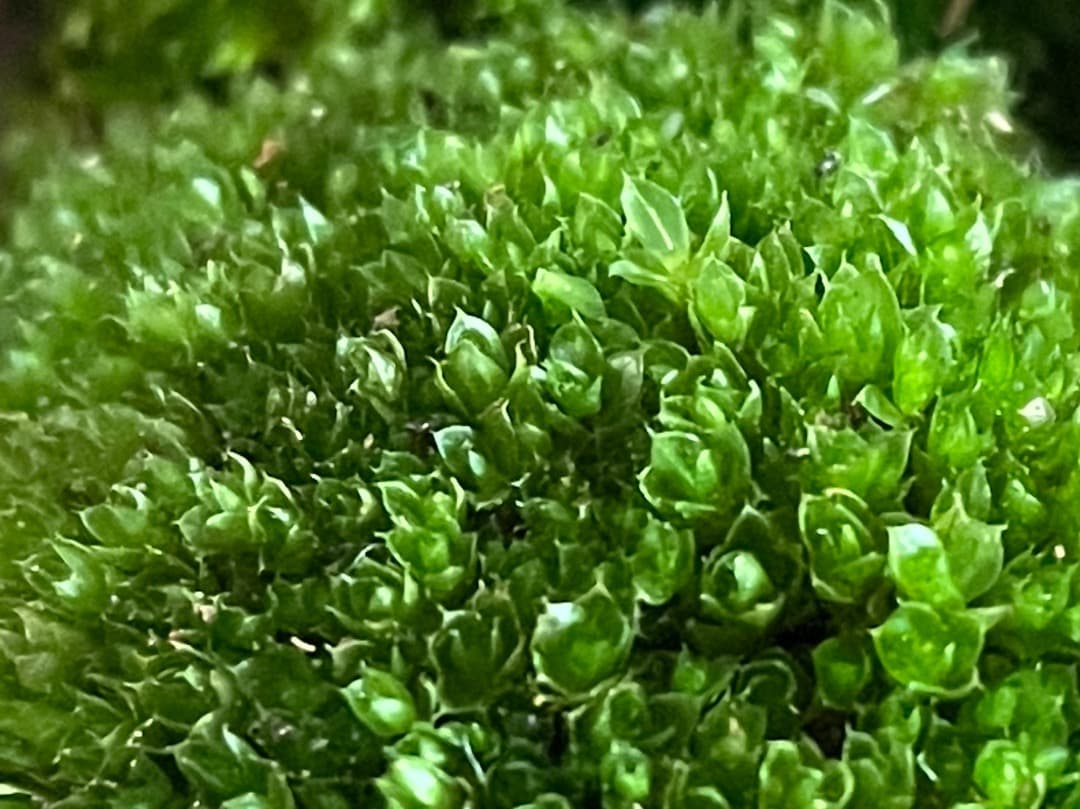 ホソウリゴケのリクエスト用ページ