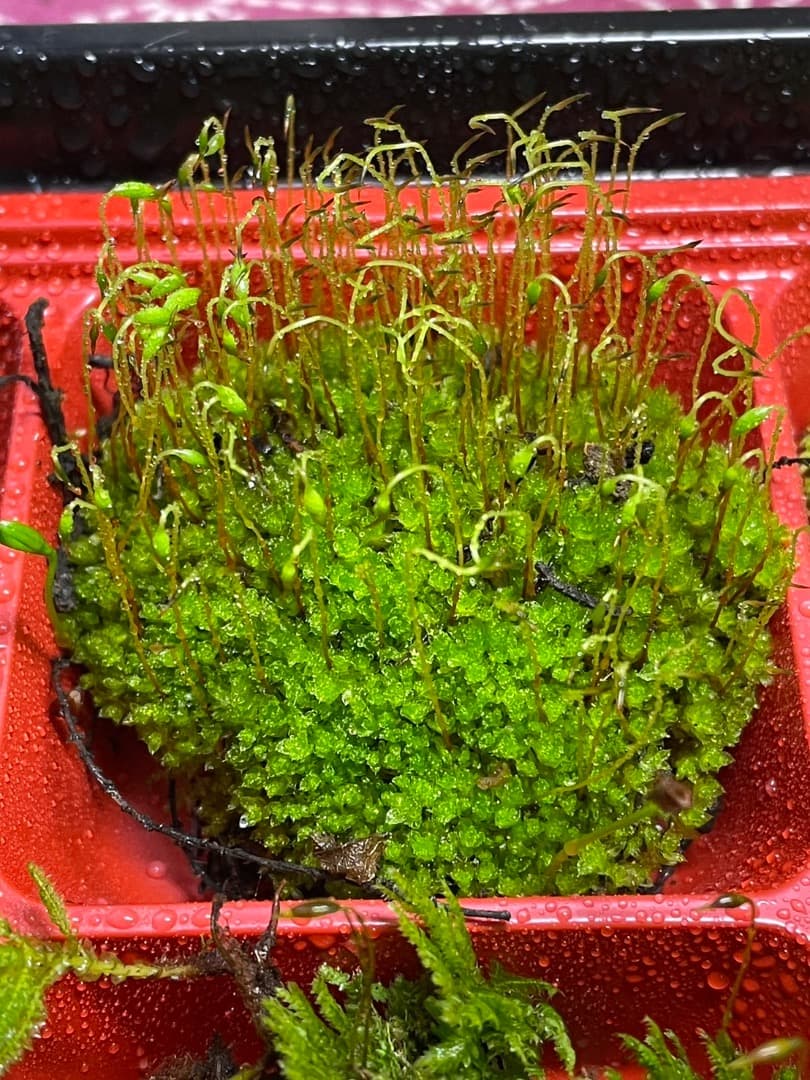 ホソウリゴケのリクエスト用ページ