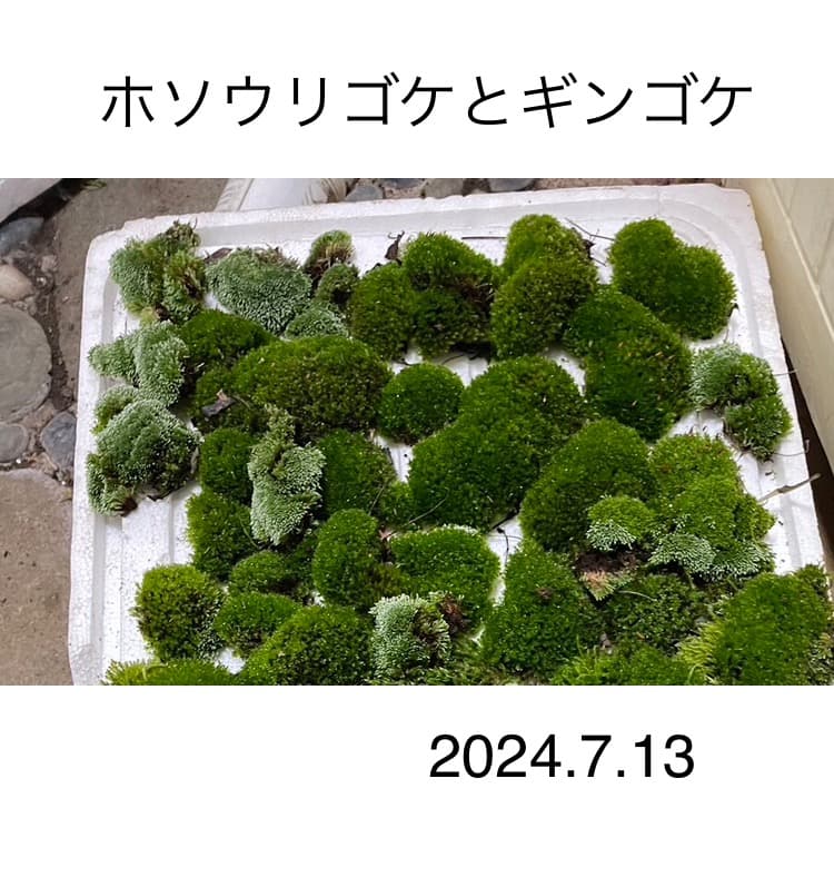 ホソウリゴケのリクエスト用ページ