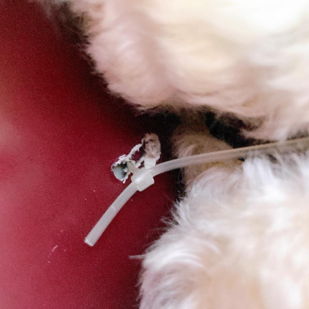 シュタイフ ハムレイズ テディベア シャーロット 証明書付き　|1860|☆