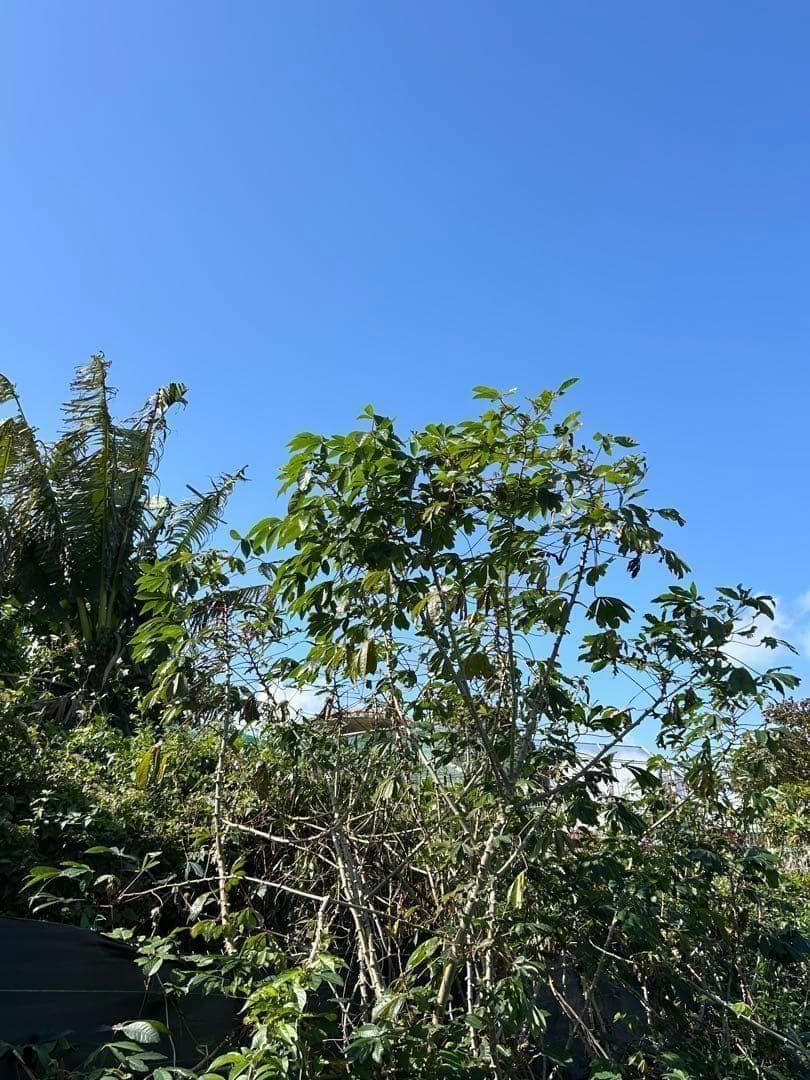 官能的な旨味と甘味。超高級☆キャッサバ・ゴールドSS☆挿し木枝。60