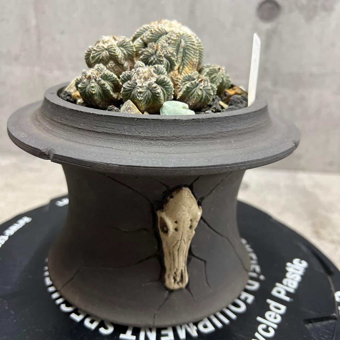 アズテキウム【花籠】サボテン实生