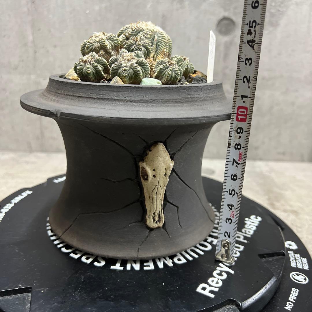 アズテキウム【花籠】サボテン实生