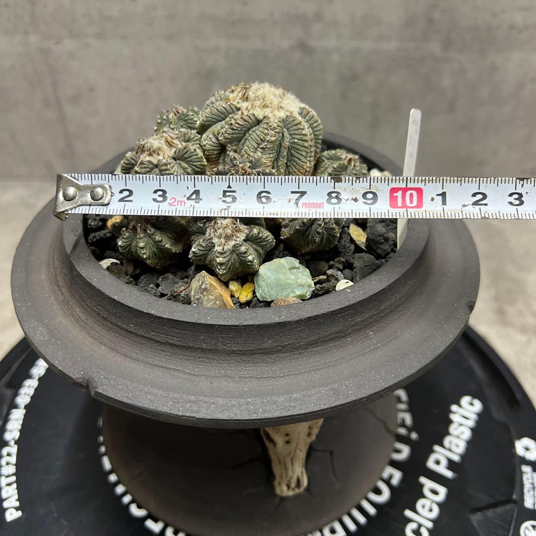 アズテキウム【花籠】サボテン实生