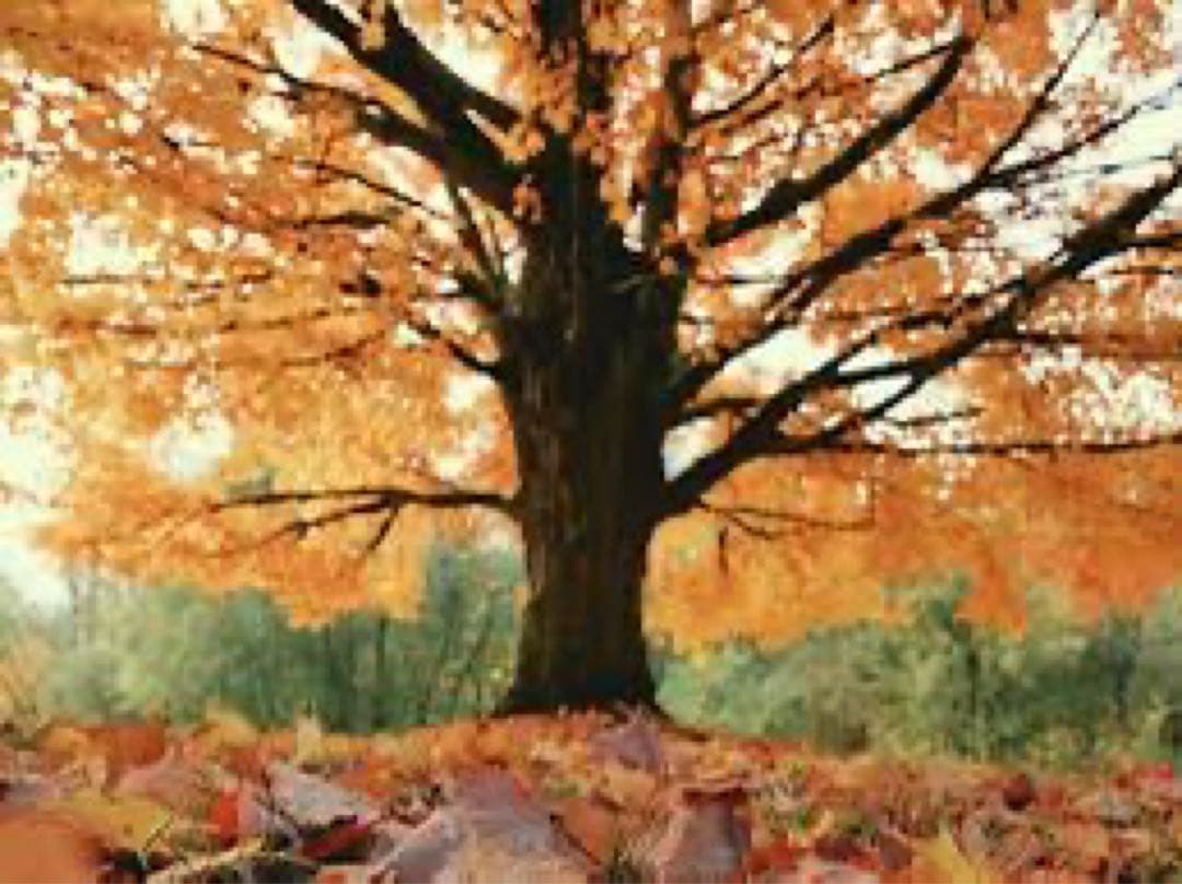 木製シンプルリング　楓　かえで　メープル　13号 手作り