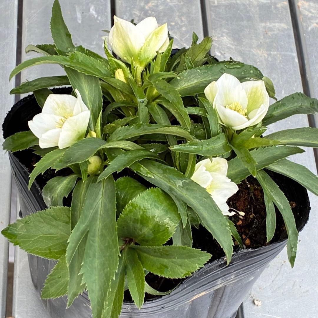 ぴ*ん様 3432☘️花、タグ付き☘️ベビードール⭐️超小輪⭐️超コンパクト⭐️