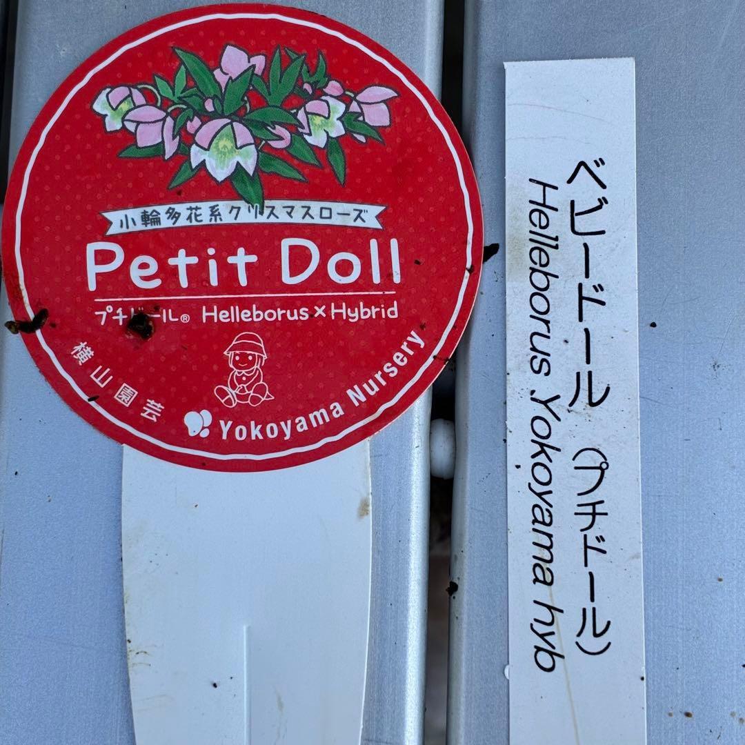 ぴ*ん様 3432☘️花、タグ付き☘️ベビードール⭐️超小輪⭐️超コンパクト⭐️