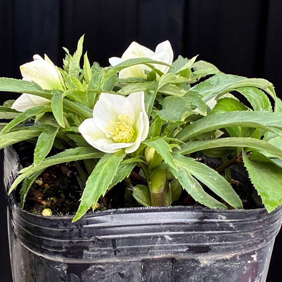 ぴ*ん様 3432☘️花、タグ付き☘️ベビードール⭐️超小輪⭐️超コンパクト⭐️