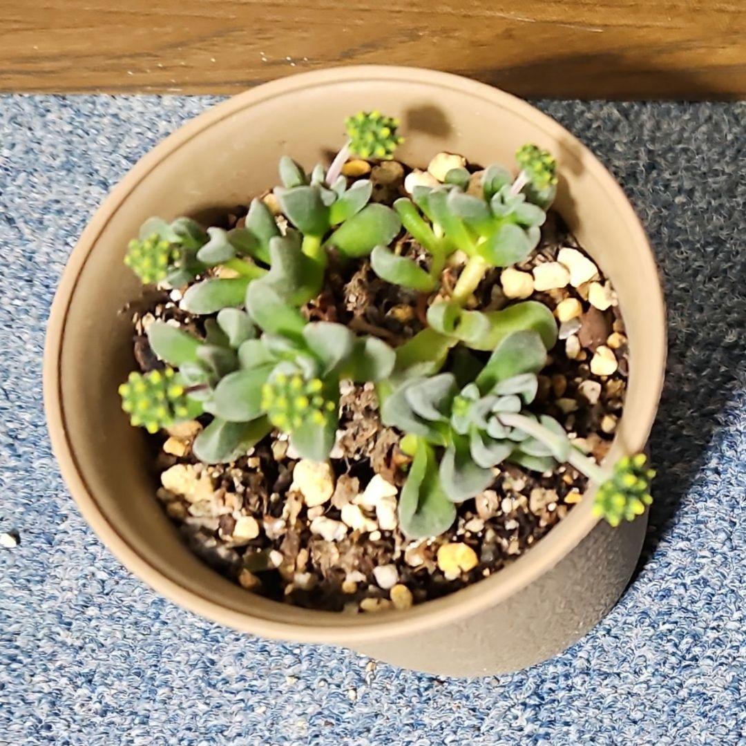 クラッスラ フェンウッド 抜き苗 多肉植物 - メルカリ