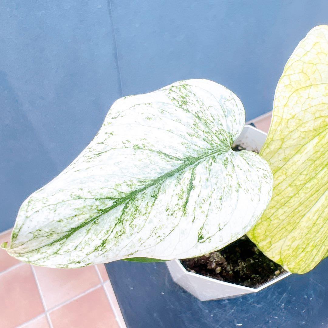 現品 モンステラ ホワイトモンスター 41番 希少 観葉植物 インテリア