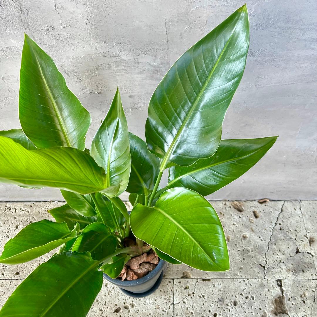 ストレリチア　オーガスタ　4株　天然苔仕立て　陶器鉢　植え込み発送