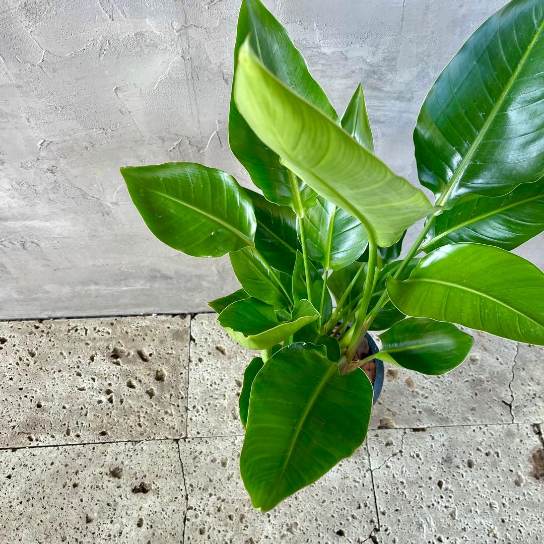 ストレリチア　オーガスタ　4株　天然苔仕立て　陶器鉢　植え込み発送