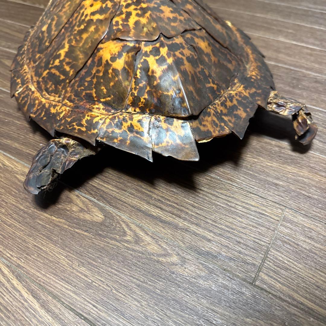 リアルな亀の置物中型カメ 茶色と黒の斑点模様