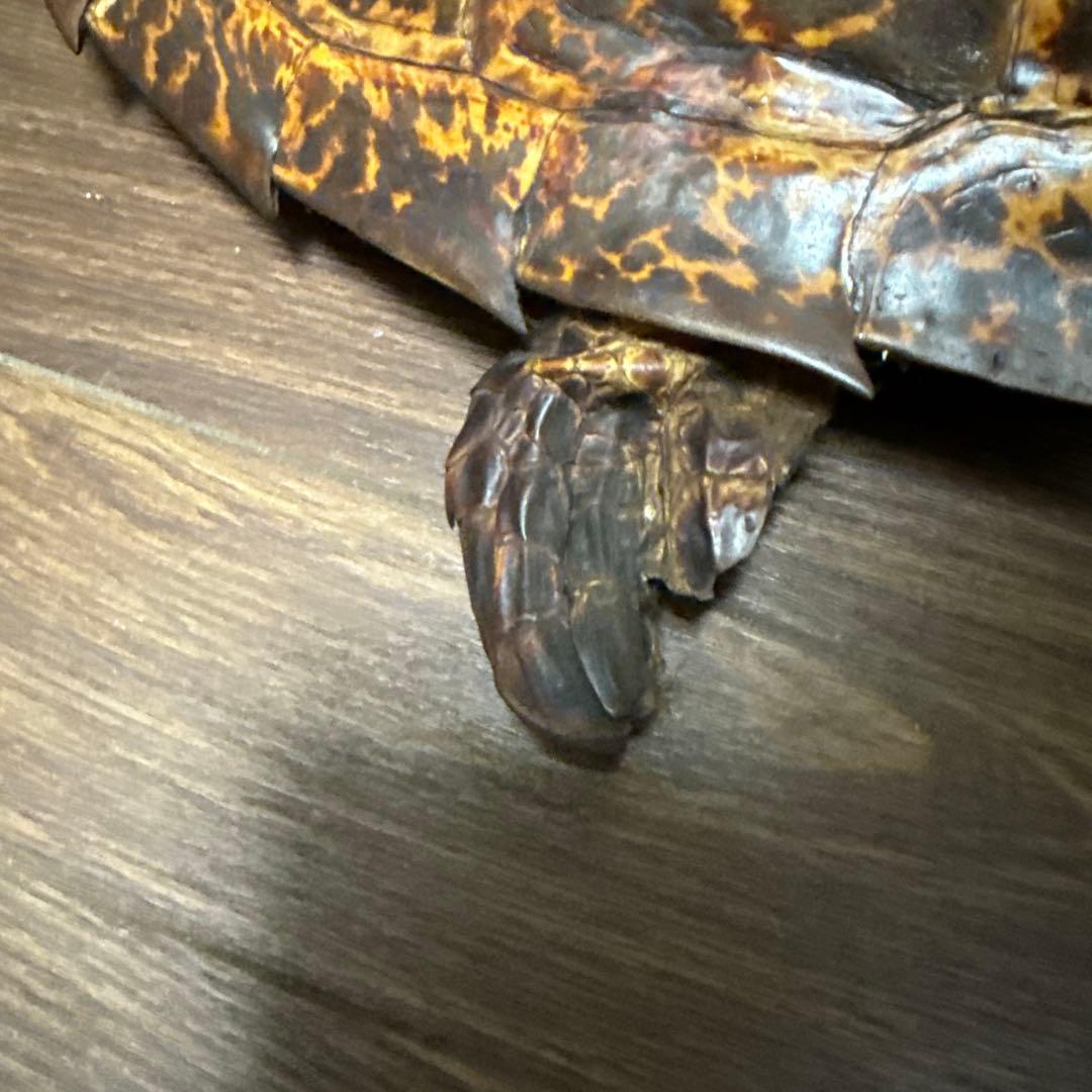 リアルな亀の置物中型カメ 茶色と黒の斑点模様