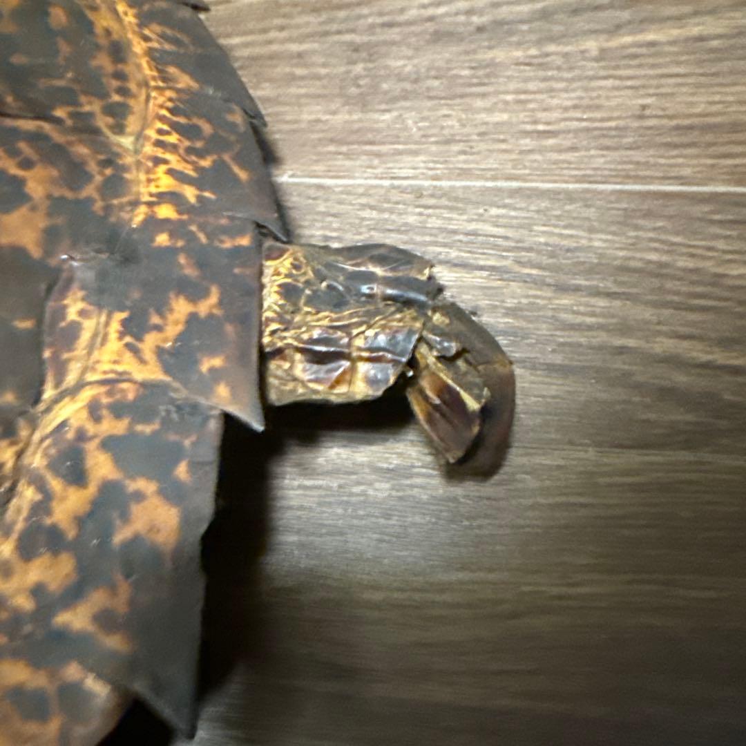 リアルな亀の置物中型カメ 茶色と黒の斑点模様