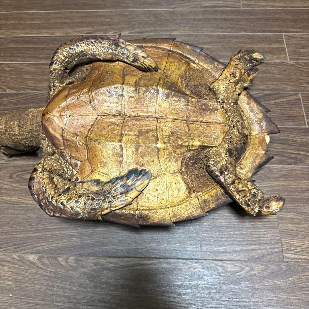 リアルな亀の置物中型カメ 茶色と黒の斑点模様