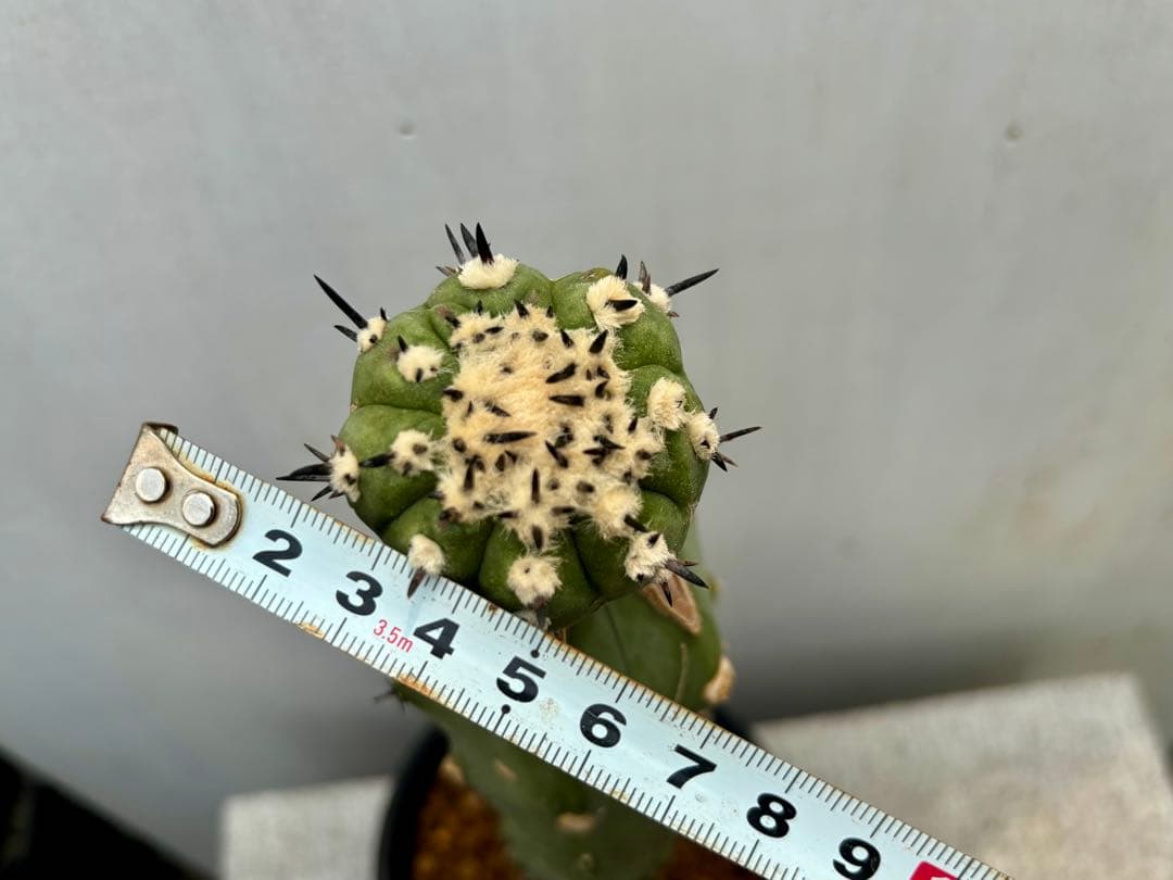 コピアポア　佐野短刺黒王丸　モンストローサ