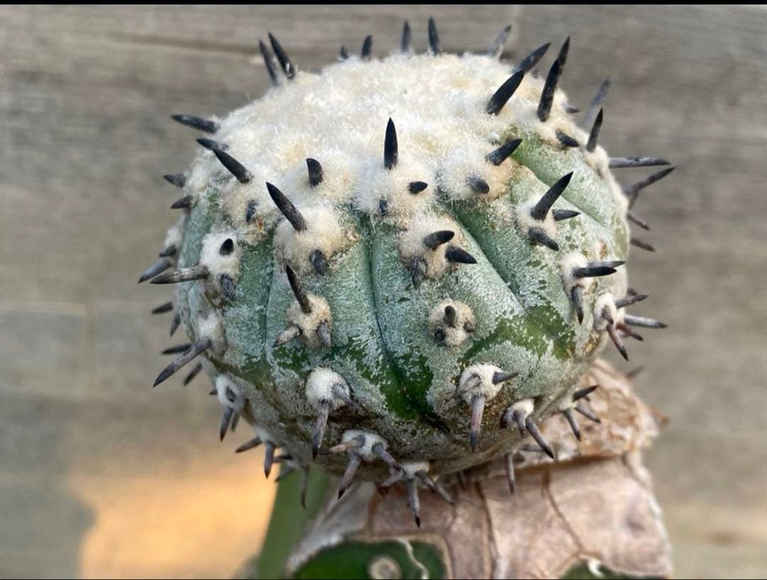 コピアポア　佐野短刺黒王丸　モンストローサ