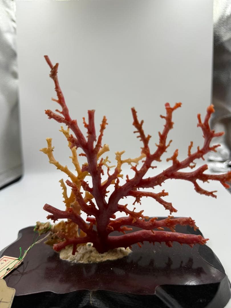 珊瑚の置物
