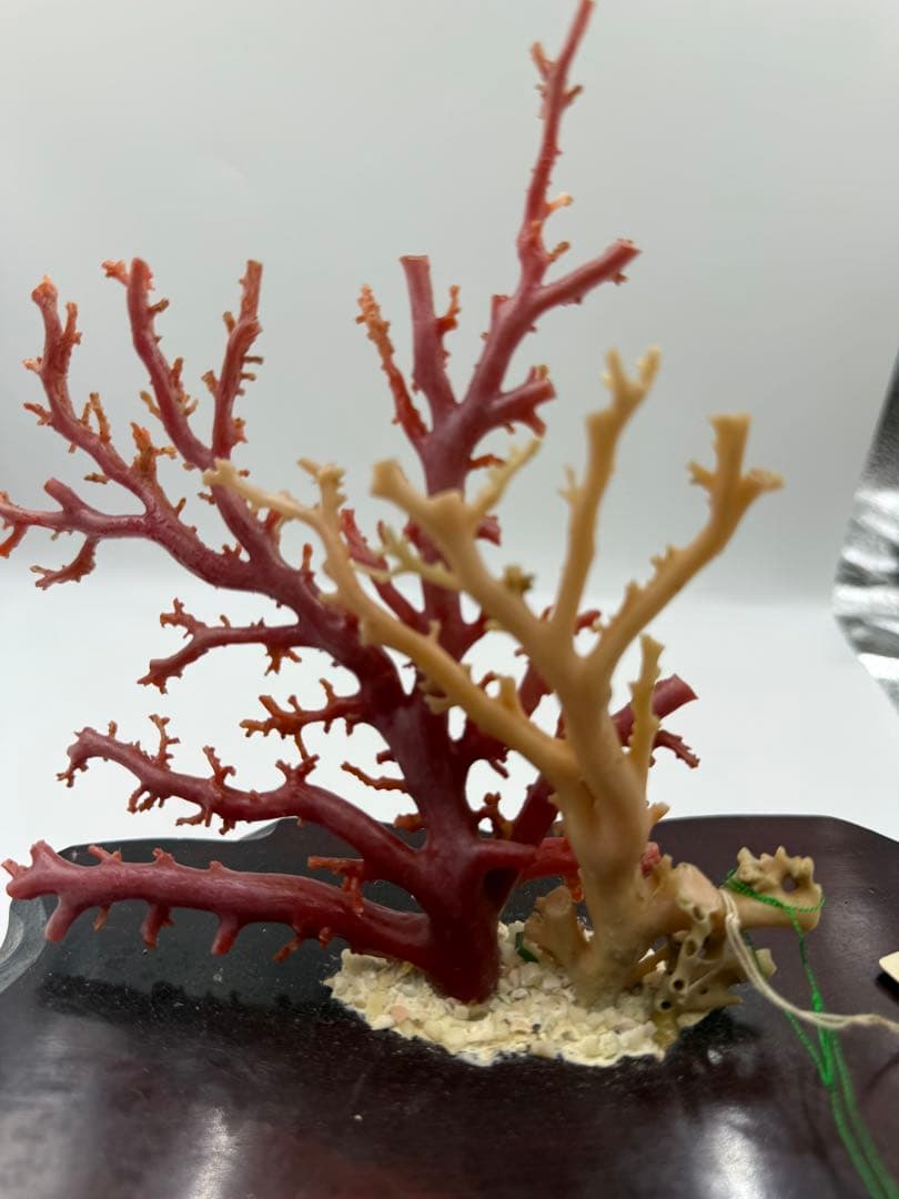 珊瑚の置物