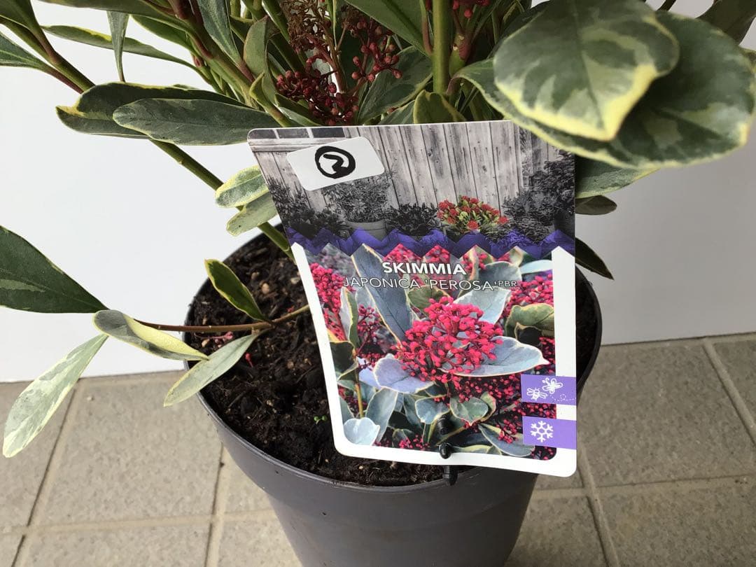 ② いい色出てます‼︎ 大株仕立ての斑入りスキミア・ベローサバリエ