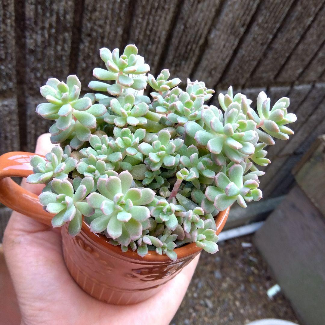 もりもり丼～✡️リンダリンダ✡️つぶつぶ可愛く 鉢ごと 多肉 寄せ植