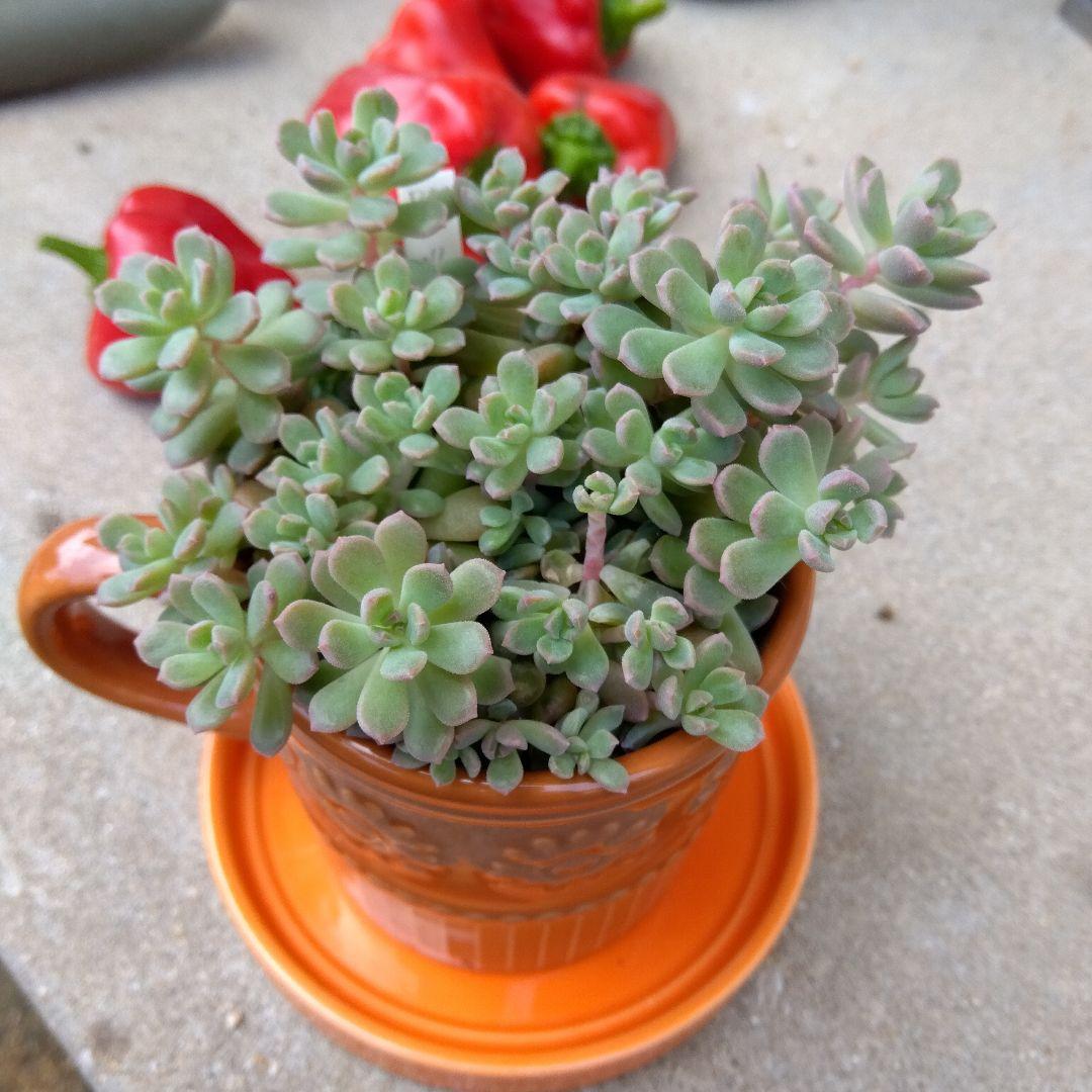 もりもり丼～✡️リンダリンダ✡️つぶつぶ可愛く 鉢ごと 多肉 寄せ植