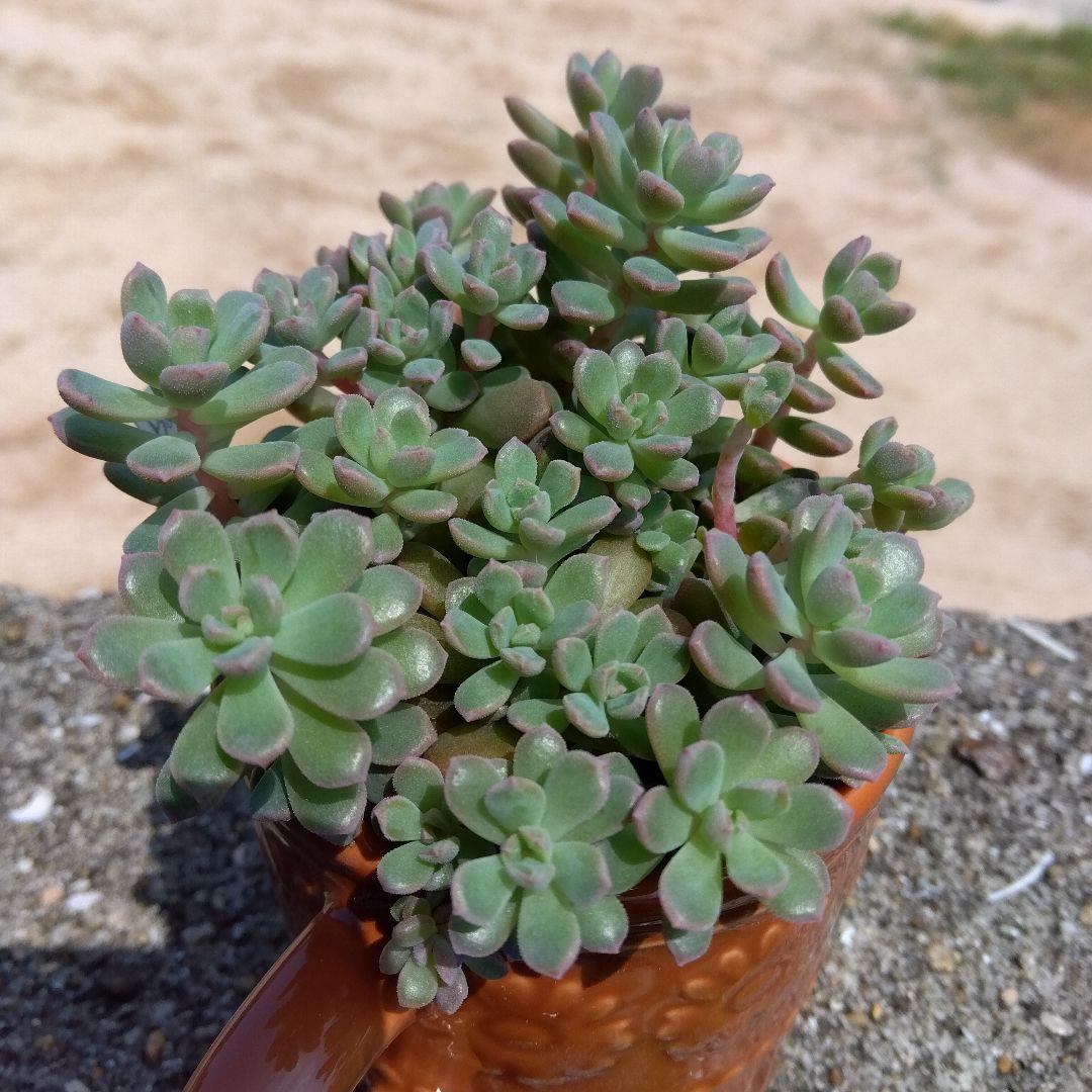 もりもり丼～✡️リンダリンダ✡️つぶつぶ可愛く 鉢ごと 多肉 寄せ植