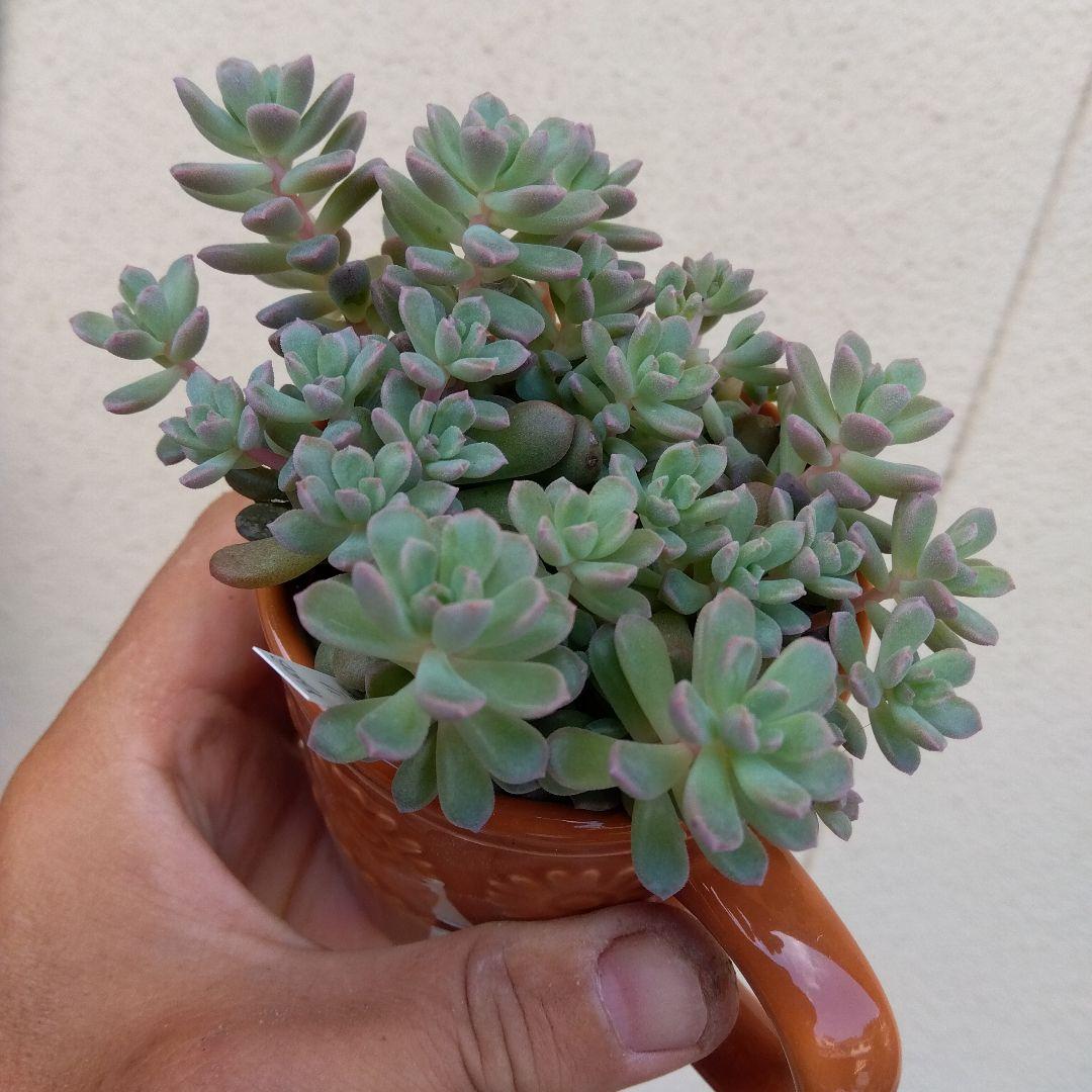 もりもり丼～✡️リンダリンダ✡️つぶつぶ可愛く 鉢ごと 多肉 寄せ植