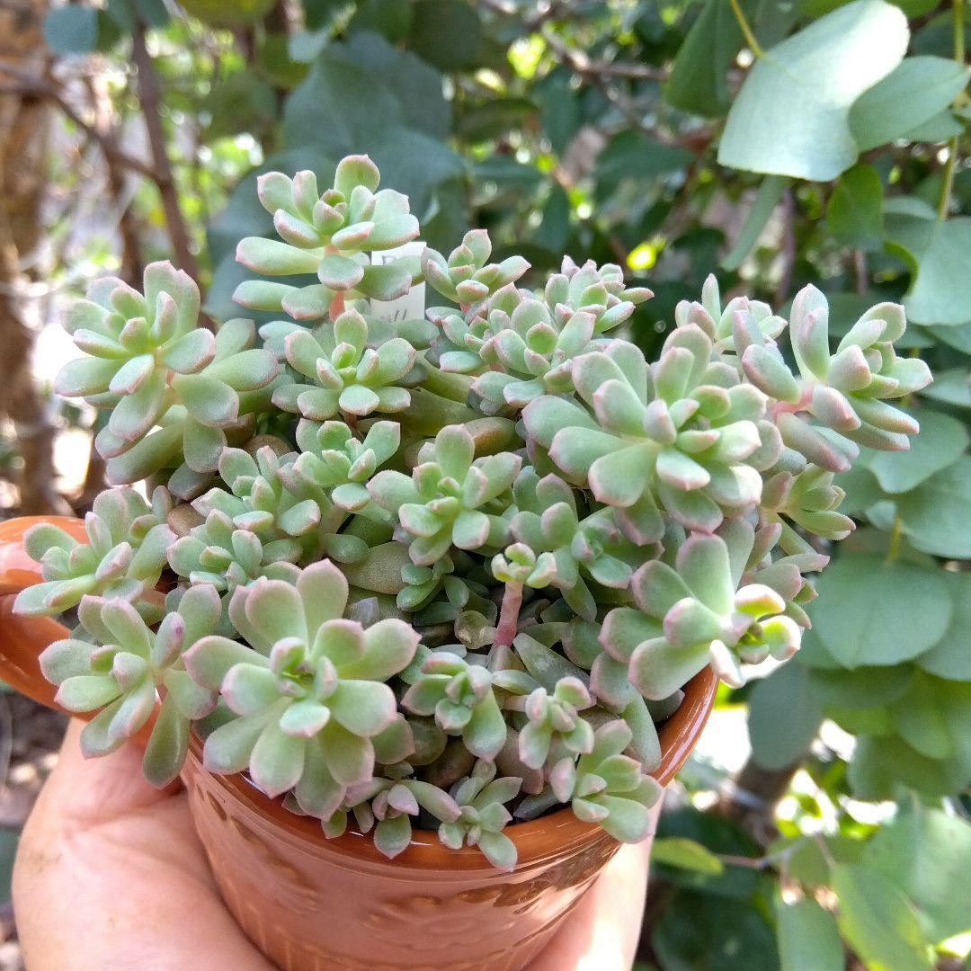 もりもり丼～✡️リンダリンダ✡️つぶつぶ可愛く 鉢ごと 多肉 寄せ植