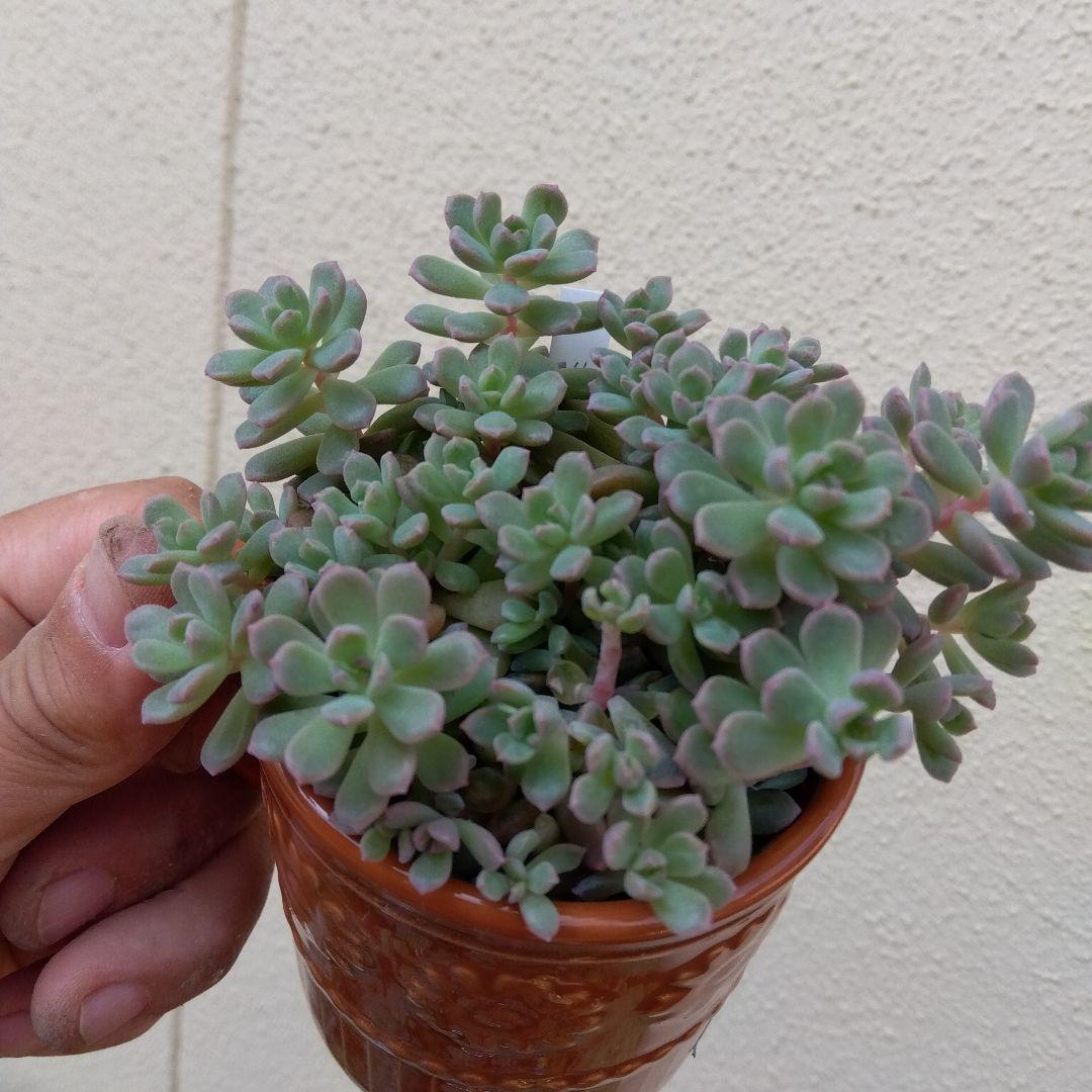 もりもり丼～✡️リンダリンダ✡️つぶつぶ可愛く 鉢ごと 多肉 寄せ植